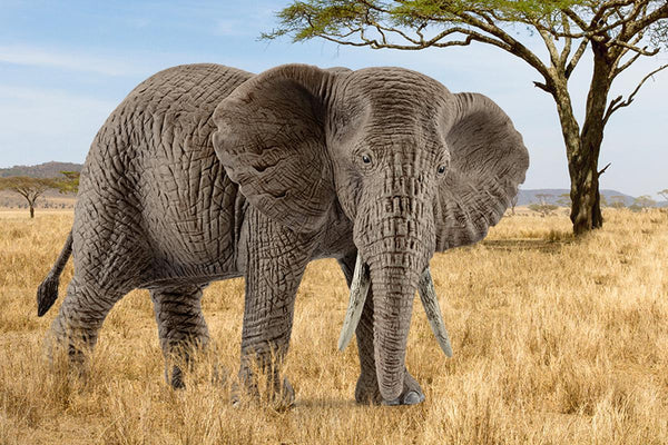 Toy | African elephant, female
