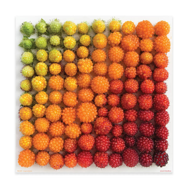 Puzzle | Blincoe Berries